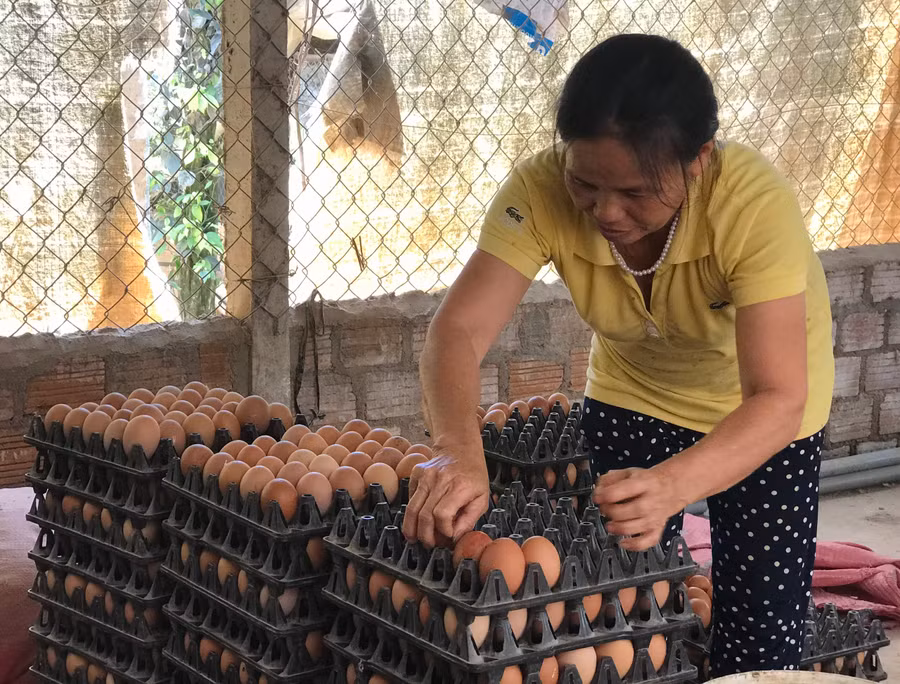  Mỗi năm, thu nhập từ trang trại của gia đình bà Nguyễn Thị Minh đạt 500 triệu đồng, sau khi đã trừ chi phí. Ảnh: Trần Dung