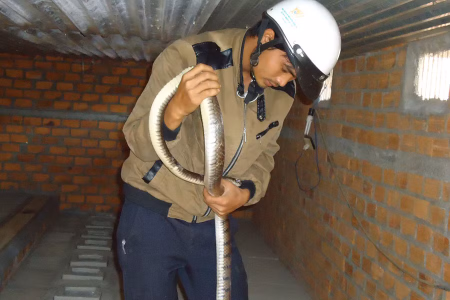Anh Nguyễn Văn Thủy cho biết loài rắn hổ trâu hiền lành, lại không có độc rất dễ nuôi. Ảnh: Bá Thăng