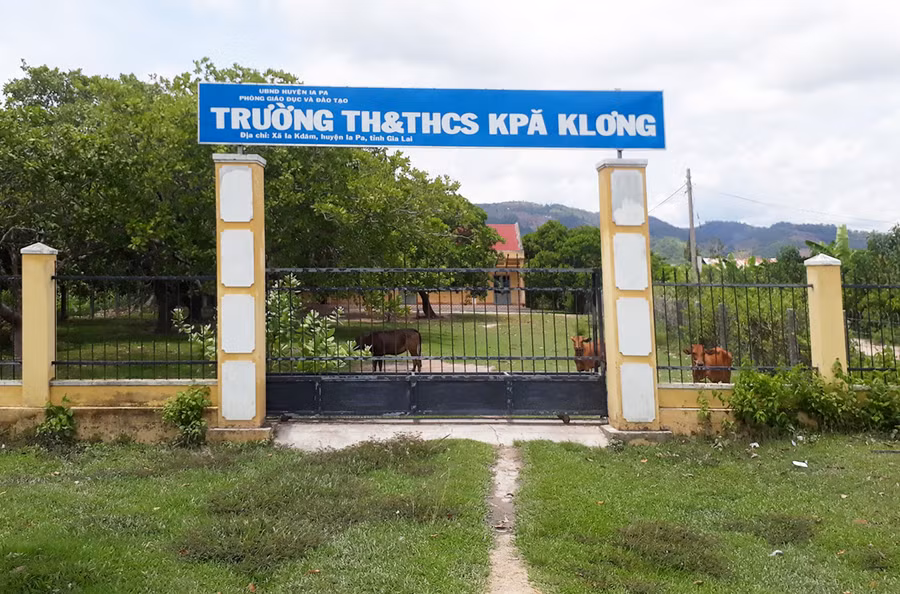 Bò gặm cỏ trong Điểm trường làng H'Bel của Trường TH và THCS Kpă Klơng. Ảnh: Hoành Sơn