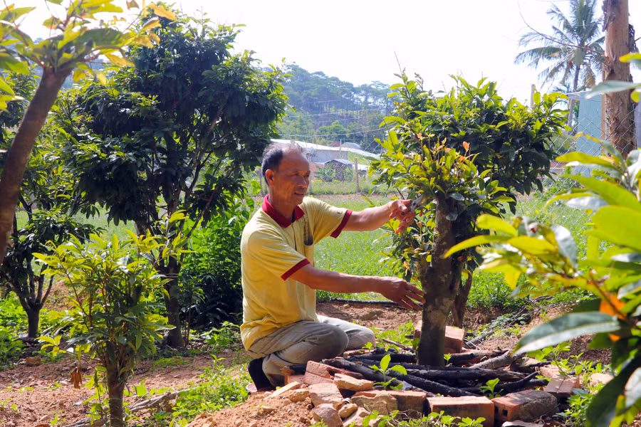 Ông Ngô Hồng (SN 1961, thôn Thượng An 2, xã Song An, thị xã An Khê) chăm sóc vườn mai. Ảnh: Ngọc Minh