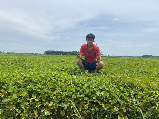 Rau má organic, được trồng theo đúng tiêu chuẩn Vietgap.