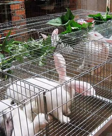 Với cách nuôi thỏ trong rọ, mỗi năm anh Tấn thu lãi gần 300 triệu đồng. Với cách nuôi thỏ trong rọ, mỗi năm anh Tấn thu lãi gần 300 triệu đồng.