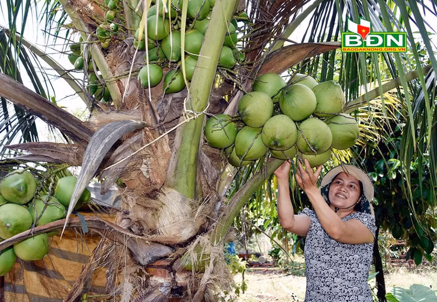 Có hơn 20 loại cây trái quanh nhà, trong đó có dừa xiêm xanh lùn là nguồn cung cấp thực phẩm sạch cho gia đình bà Hiền.