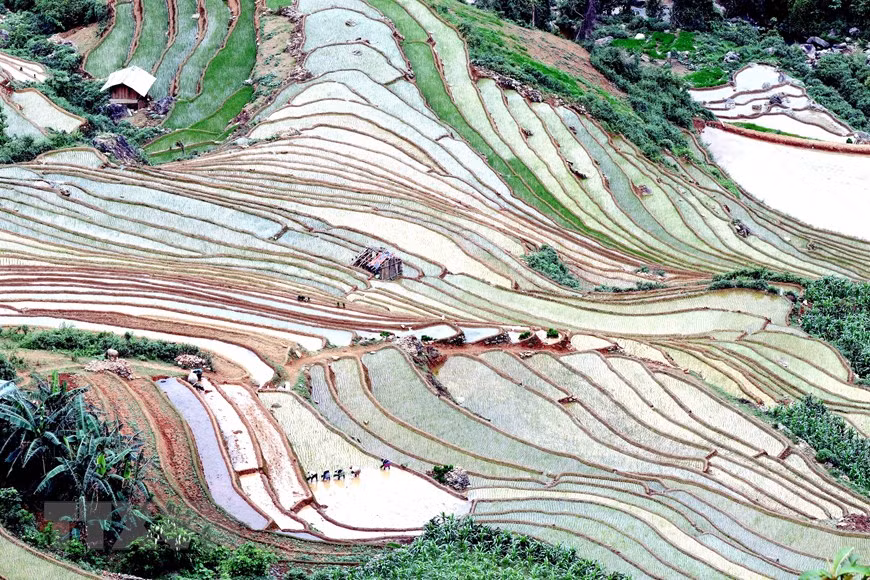 Ruộng bậc thang - bức tranh nghệ thuật nơi vùng núi Sơn La ảnh 5 Ruộng bậc thang - bức tranh nghệ thuật nơi vùng núi Sơn La ảnh 5
