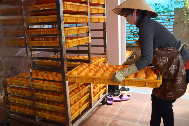 Chế biến hồng ăn trái theo công nghệ Hàn Quốc tại Đà Lạt ẢNH: LÂM VIÊN
