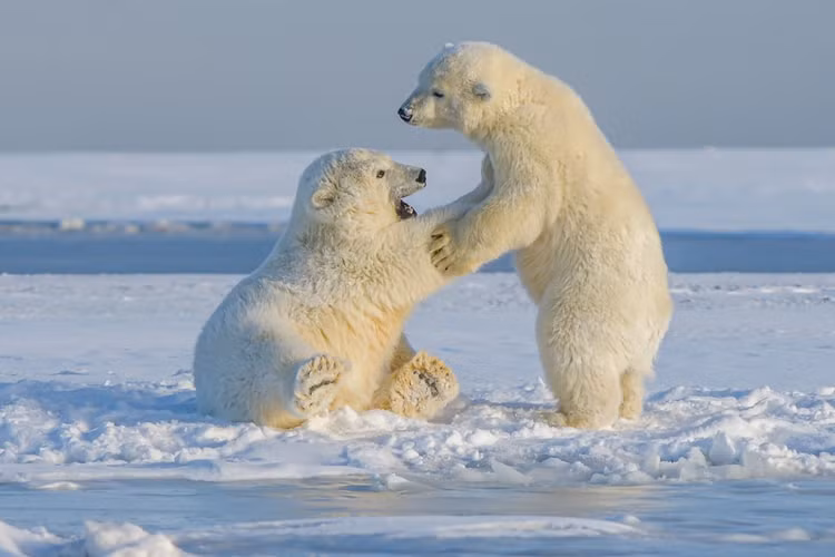 Gấu Bắc cực trẻ tại bắc Alaska. Ảnh: Unsplash.