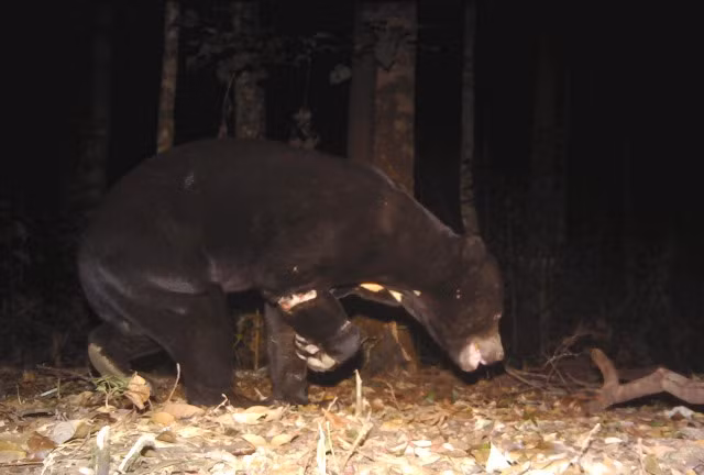 Gấu chó. (Copyright of Leibniz-IZW, Bidoup Nui Ba NP, and SIE)