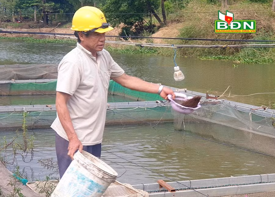 Gia đình ông Tống Văn Chung, thị trấn Ea T’ling (huyện Cư Jút, tỉnh Đắk Nông) đã có 10 năm gắn bó với nghề nuôi cá lăng đặc sản hình thức nuôi lồng bè trên dòng sông chảy ngược-sông Sêrêpốk.
