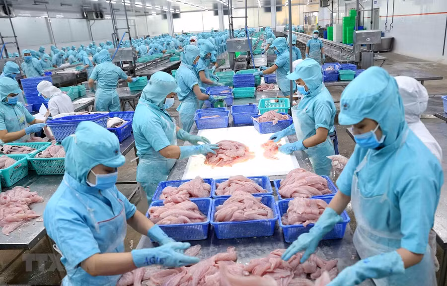 Chế biến cá tra xuất khẩu tại nhà máy của Tập đoàn Sao Mai, An Giang. (Ảnh: Vũ Sinh/TTXVN)