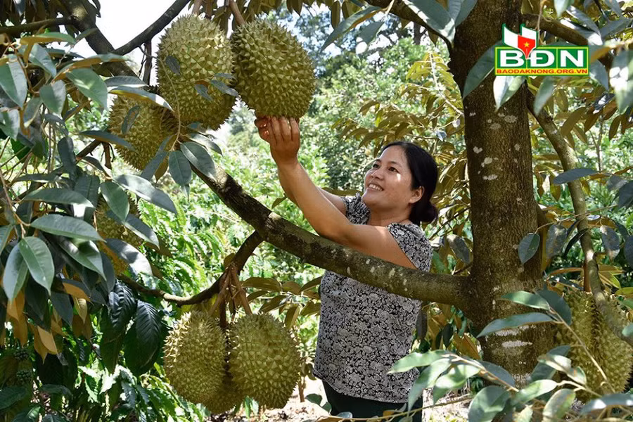 Sầu riêng mang lại nguồn thu nhập cao cho gia đình bà Hiền.