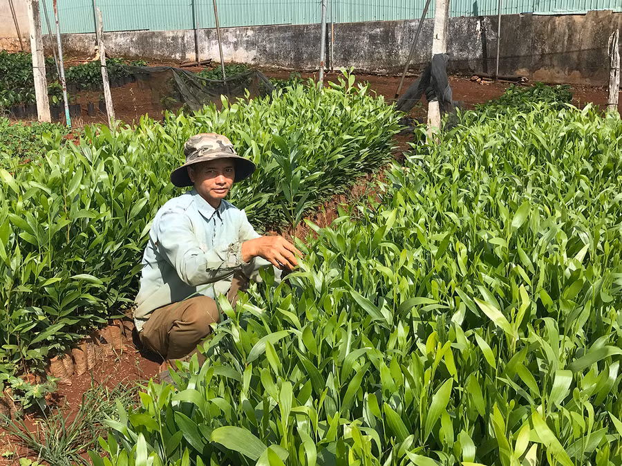Các vườn ươm trên địa bàn huyện Chư Pah chuẩn bị giống cây lâm nghiệp. Ảnh: Nguyễn Diệp Các vườn ươm trên địa bàn huyện Chư Pah chuẩn bị giống cây lâm nghiệp. Ảnh: N.D