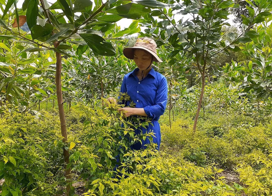  Người dân huyện Đông Giang (tỉnh Quảng Nam) trồng ớt A Riêu dưới tán keo. Ảnh: H.L