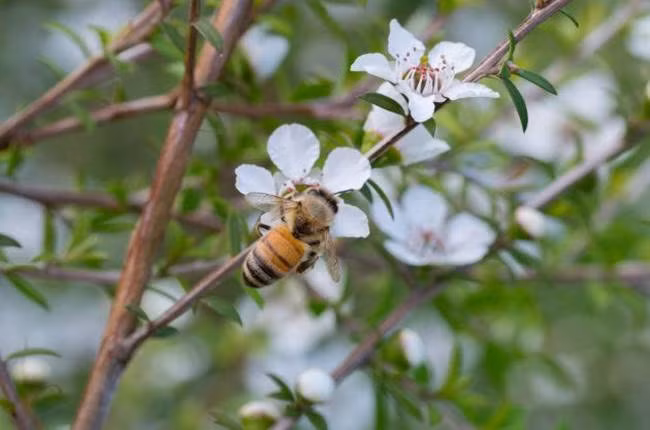 Sở dĩ nó đắt một phần do mật ong Manuka chỉ chiếm 1% trong số sản lượng mật ong nói chung trên toàn thế giới