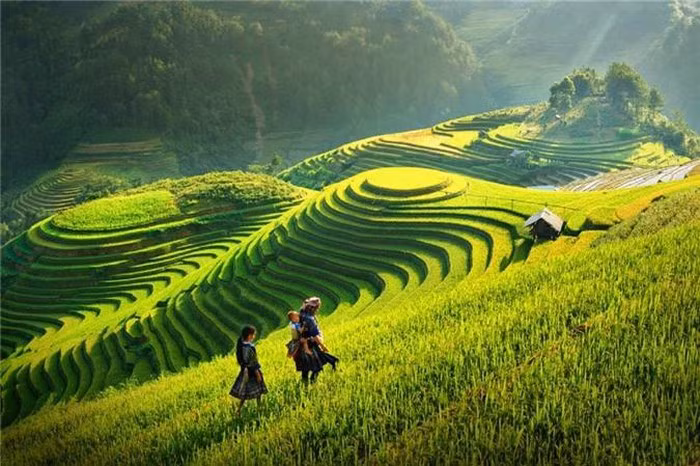 Bản Tú Lệ, Khau Phạ, bản Lìm Mông, xã La Pán Tẩn, Chế Cu Nha, bản Thái, đèo Lũng Nhô... là những địa danh lý tưởng để du khách có thể chiêm ngưỡng vẻ đẹp của cánh đồng lúa chín. (Nguồn: Sunserfers)