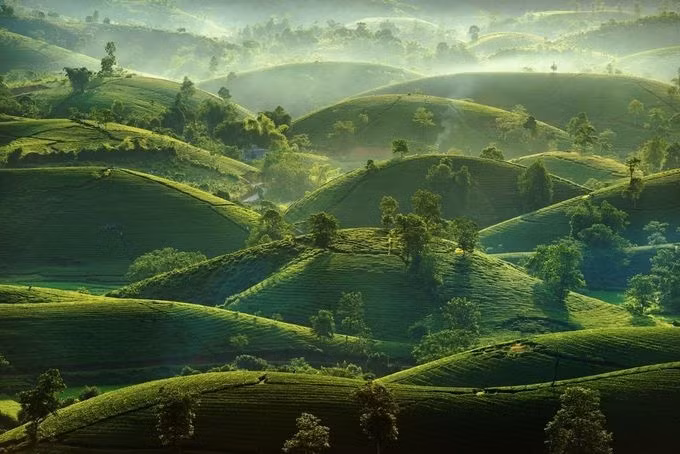  Đồi chè Long Cốc, Phú Thọ lúc bình minh.