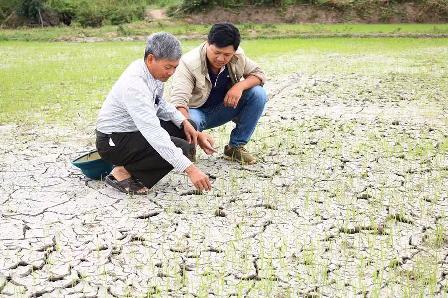 Một số ruộng lúa nước của làng Hway (xã Hà Tam, huyện Đak Pơ) nứt nẻ vì nắng hạn. Ảnh: N.S