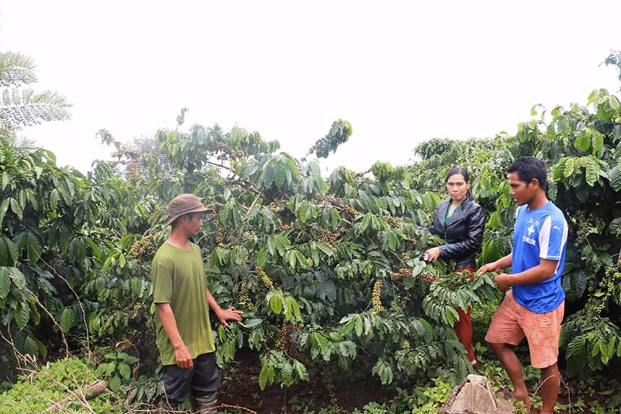 Nhờ chăm sóc tốt, vườn cà phê gây quỹ của làng Dơk Rơng luôn cho năng suất cao. Ảnh: H.T