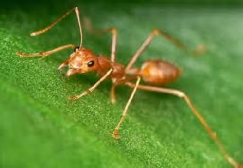  Kiến vàng sẽ sản sinh ra trứng được xem là món ăn độc đáo nhất ở Tây Nguyên.