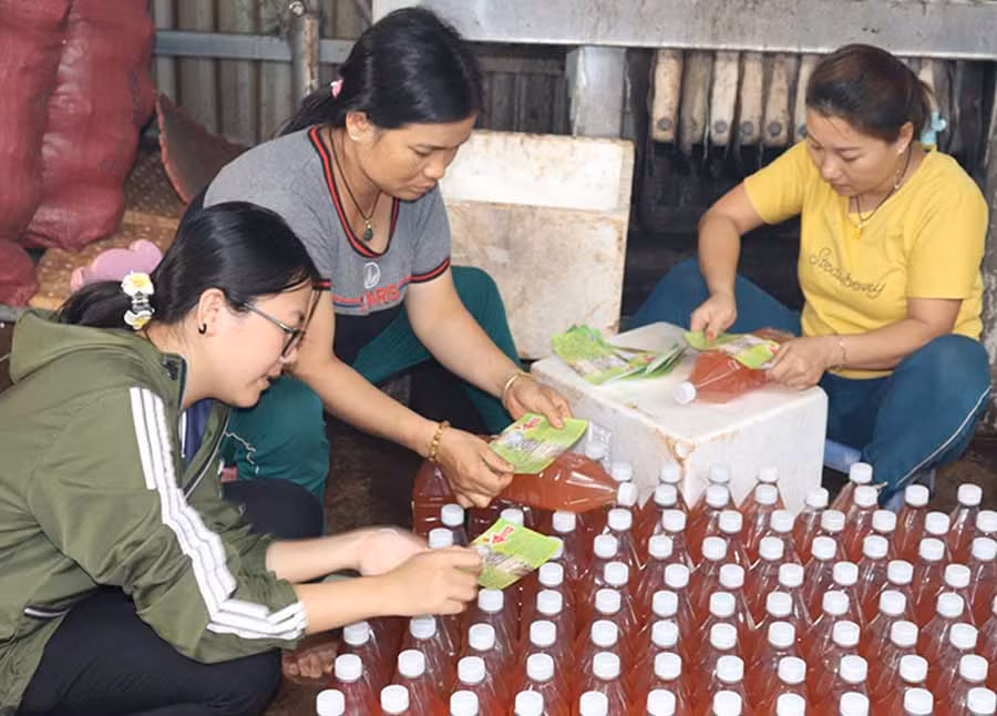  Nhân viên cơ sở Vườn lan Khaly (thị trấn Chư Ty, huyện Đức Cơ) dán nhãn mác cho sản phẩm dịch chuối. Ảnh: L.N