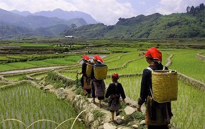 Mù Cang Chải là huyện nghèo nhất của tỉnh Yên Bái. Trẻ em dù đang tuổi ăn, tuổi lớn cũng phải theo mẹ ra đồng là việc, phụ giúp gia đình. (Nguồn: Pinterest)