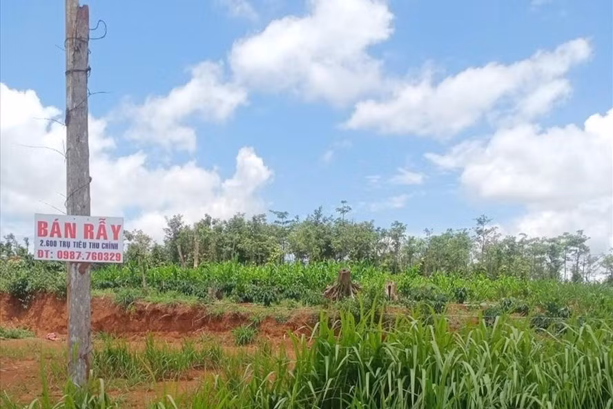 Ngang nhiên treo biển quảng cáo rao bán đất rừng ở Đắk Nông. Ảnh: P.T