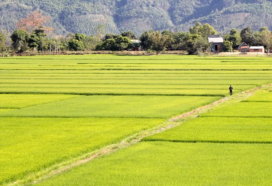  Cánh đồng lúa xã Buôn Chóah, huyện Krông Nô (tỉnh Đắk Nông) rộng hơn 700ha, được xem là vựa lúa lớn nhất Tây Nguyên hiện nay.