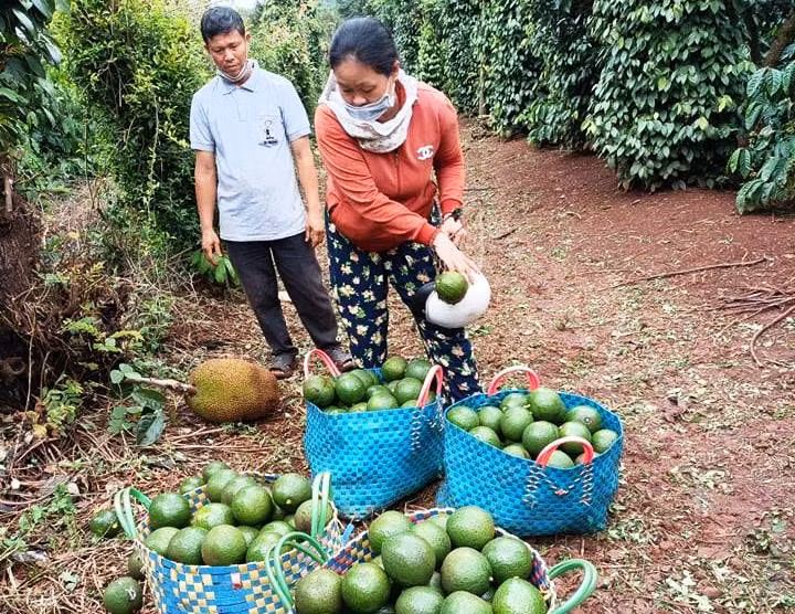 Nông dân xã Ea Kao (TP. Buôn Ma Thuột, tỉnh Đắk Lắk) thu hoạch bơ booth mùa vụ 2021.