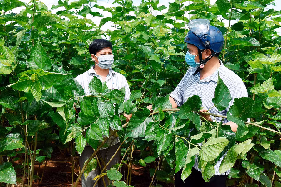 5. Từ Quỹ Hỗ trợ nông dân, anh Trần Ngọc Minh (làng O Pếch) được vay 40 triệu đồng để mua máy cắt lá dâu mở rộng quy mô sản xuất. Mô hình trồng dâu nuôi tằm mỗi tháng cho thu nhập ổn định từ 15-20 triệu đồng.