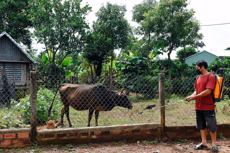6.Bà con làng Đê Hrel (thị trấn Kon Dơng) thường xuyên phun thuốc diệt khuẩn và tiêm phòng cho đàn gia súc giúp vật nuôi tăng sức đề kháng, hạn chế tối đa dịch bệnh.