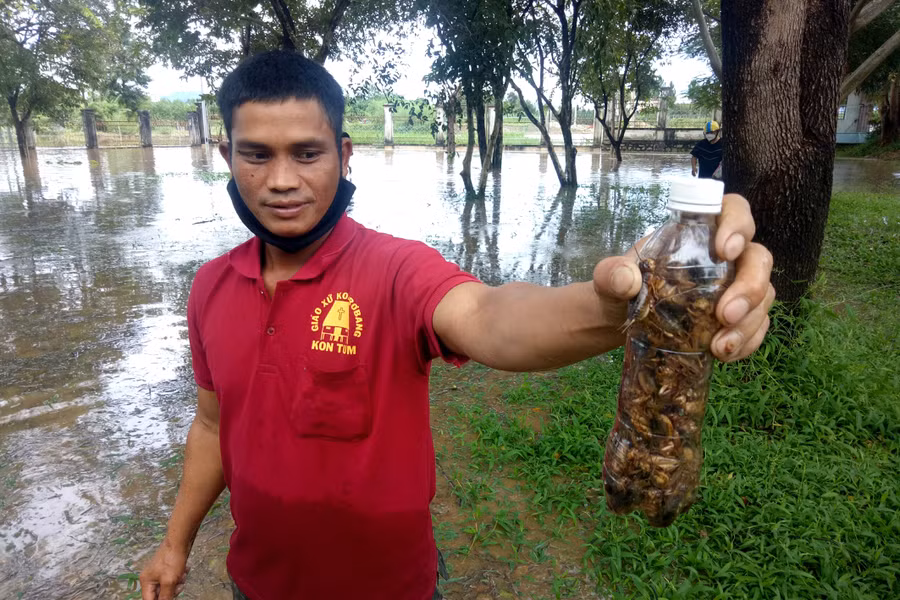 Mọi người khoe số lượng dế bắt được. Ảnh: QV