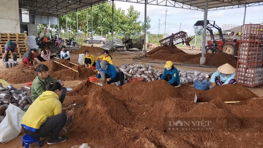 Mô hình trên mang lại hiệu quả kinh tế ổn định khi vừa sản xuất nấm, vừa tận dụng mái nhà xưởng để sản xuất điện theo hình thức điện mặt trời mái nhà. Ảnh: N.G