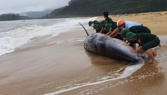 Người dân địa phương và cán bộ, chiến sĩ Đồn Biên phòng Vinh Hiền đẩy cá voi trở lại biển. Ảnh: C.T.V.