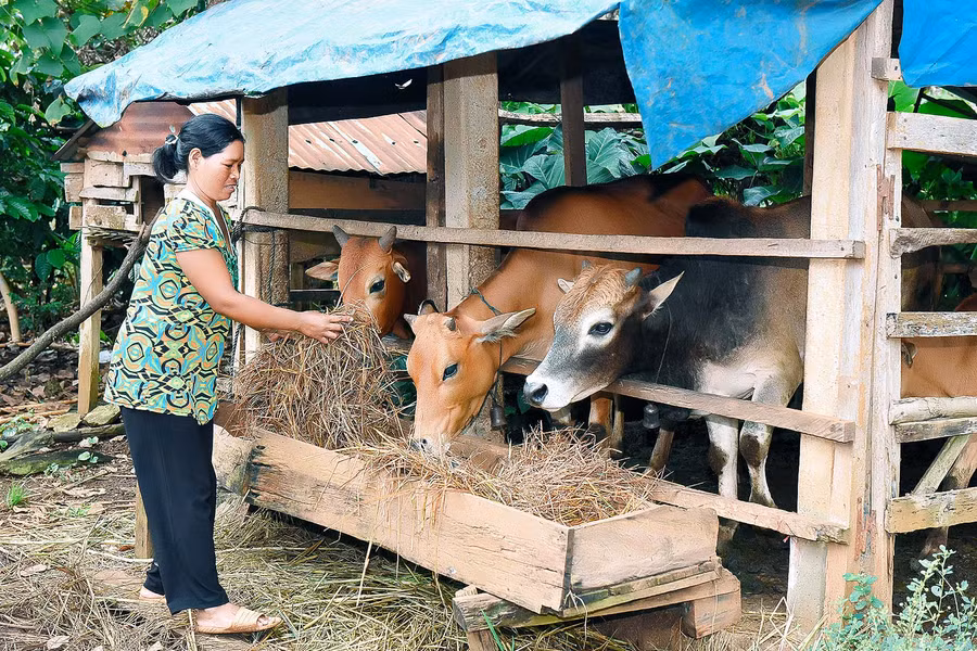 2. Chị Rơ Lan Pieng (làng Ograng) là hộ nghèo tham gia chương trình cho biết: Năm 2018 tôi được MTTQ Việt Nam huyện Ia Grai hỗ trợ 10 triệu đồng. Gia đình đã mua 1 con bò giống và sửa lại chuồng chăn nuôi. Nhờ chăm sóc tốt nên con bò giống đã sinh sản được 4 con. Ngoài ra gia đình còn chăm sóc 1,2 ha cà phê, 1 ha điều… Thu nhập bình quân mỗi năm gần 100 triệu đồng. Nhờ đó mà đầu năm 2021, gia đình đã thoát nghèo.