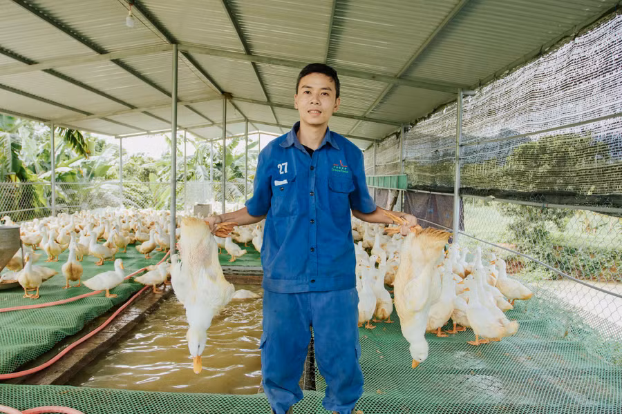 Mô hình chăn nuôi vịt trên sàn lưới mang lại lợi nhuận cao và ổn định