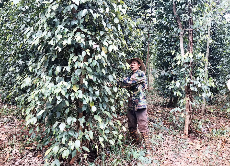  Nông dân xã Ia Blang (huyện Chư Sê) chăm sóc vườn hồ tiêu. Ảnh: Lê Nam