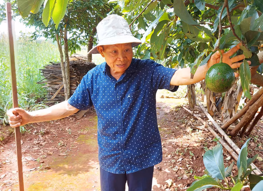 Phó Giáo sư-Tiến sĩ Nguyễn Văn Hoan bên giống cây bơ do ông lai tạo. Ảnh: Hoành Sơn