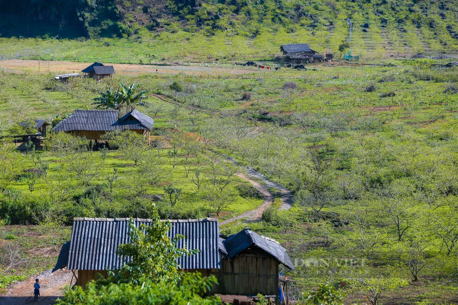 Đất và người nơi đây tạo nên một vẻ đẹp giản dị, thanh bình và ngập tràn hương sắc của hoa mận, hoa đào hay cải vàng. Hiện tại đang là thời điểm đẹp nhất cho những du khách muốn đi bộ khám phá vẻ đẹp của 2 thung lũng này.