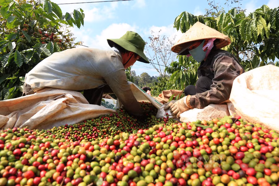 Người dân Đắk Lắk đang bước vào cao điểm vụ thu hoạch cà phê. Hiện giá cà phê giá cà phê trung bình tại Đắk Lắk là 41.500 đồng/kg. Ảnh: Duy Hậu Người dân Đắk Lắk đang bước vào cao điểm vụ thu hoạch cà phê. Hiện giá cà phê giá cà phê trung bình tại Đắk Lắk là 41.500 đồng/kg Ảnh: Duy Hậu
