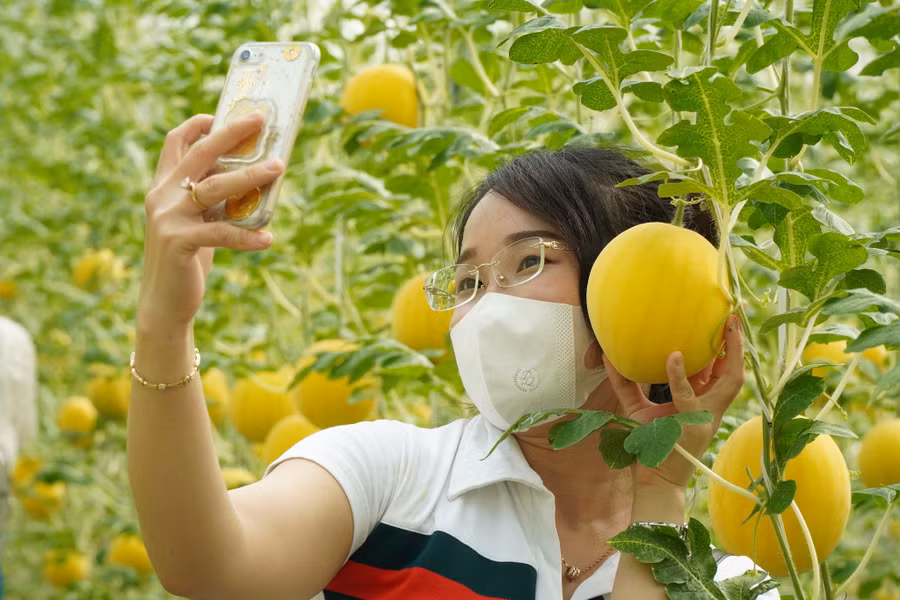 Bạn trẻ say sưa chụp ảnh với vườn dưa vàng óng ánh. Ảnh: Xuân Phúc
