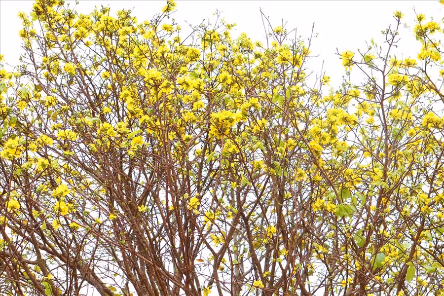 Thuộc dòng mai 9 cánh, những bông hoa của cây mai này cũng khác hẳn những dòng mai thường. Ảnh: H.L Thuộc dòng mai 9 cánh, những bông hoa của cây mai này cũng khác hẳn những dòng mai thường. Ảnh: H.L