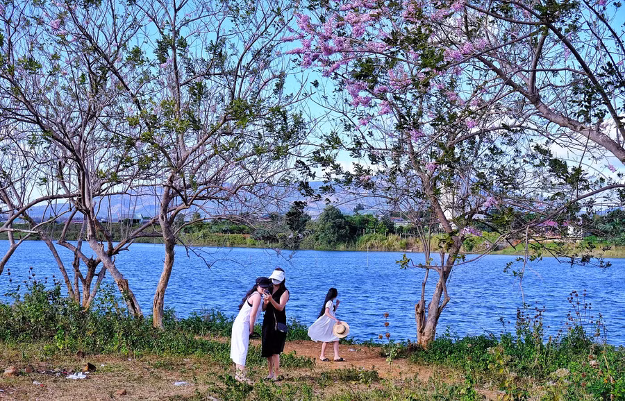 Du khách đến ngắm hoa đỗ mai và chụp ảnh. Ảnh: Minh Châu