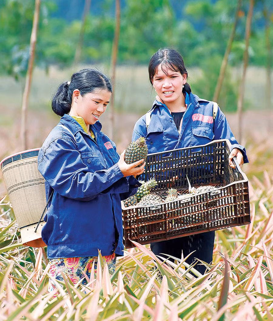  Mô hình trồng dứa tập trung quy mô lớn. Ảnh: Đức Thụy