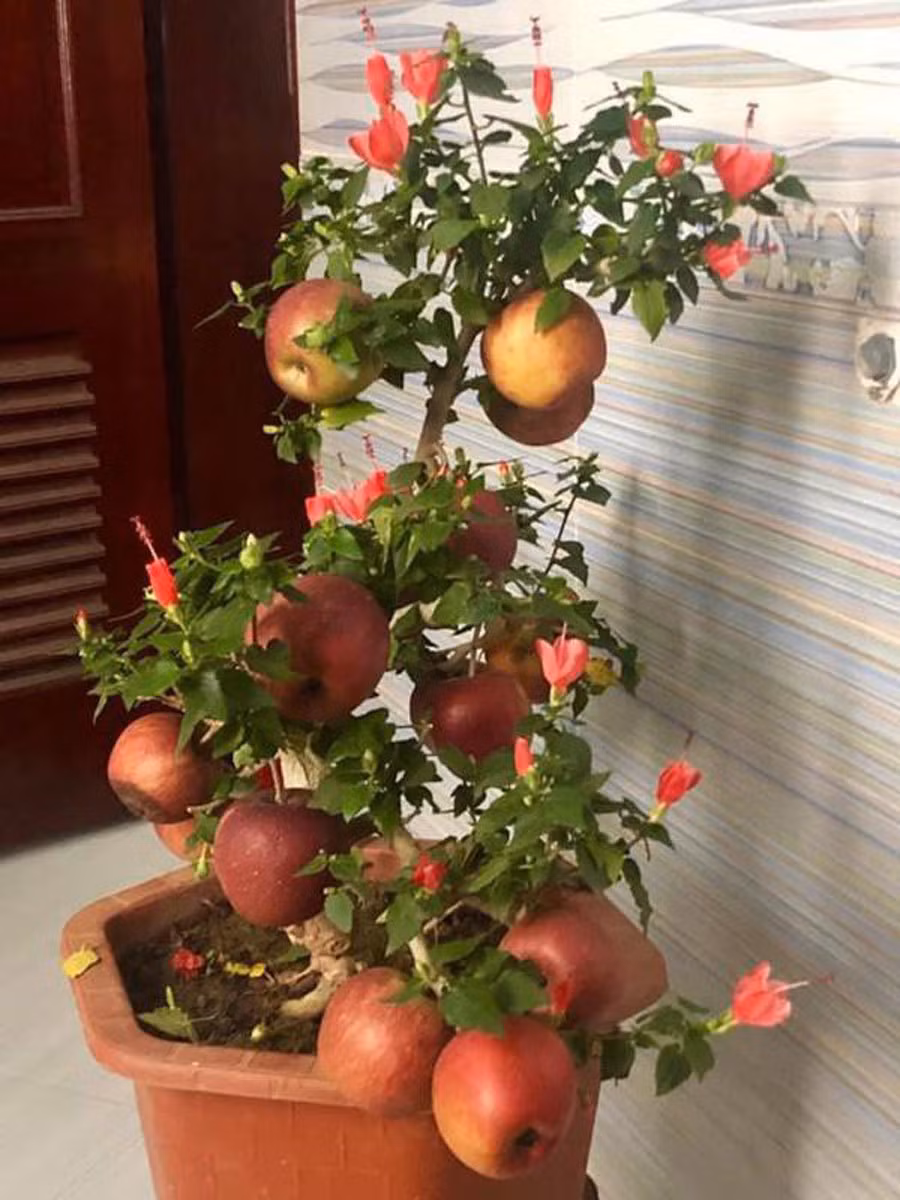 Táo bonsai nở ra hoa dâm bụt. (Ảnh: MH).