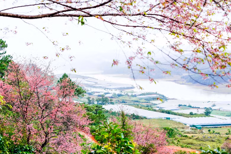 Không biết được trồng từ bao giờ và được trồng như thế nào, nhưng đào núi Lang Biang trước đây, chỉ có người dân vùng Đan Kia và bà con có đất canh tác phía sau núi Lang Biang mới biết. Năm 2016, các nhiếp ảnh gia Phạm Anh Dũng, Quý SG, Lại Thế Anh - một trong những người đầu tiên quảng bá vẻ quyến rũ của rừng Mai anh đào bằng hình ảnh. Không biết được trồng từ bao giờ và được trồng như thế nào, nhưng đào núi Lang Biang trước đây, chỉ có người dân vùng Đan Kia và bà con có đất canh tác phía sau núi Lang Biang mới biết. Năm 2016, các nhiếp ảnh gia Phạm Anh Dũng, Quý SG, Lại Thế Anh - một trong những người đầu tiên quảng bá vẻ quyến rũ của rừng Mai anh đào bằng hình ảnh.