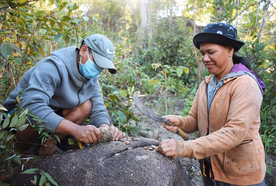  Công đoạn khó nhất là phần tách hạt kơ nia để lấy phần nhân bên trong. Ảnh: Minh Triều