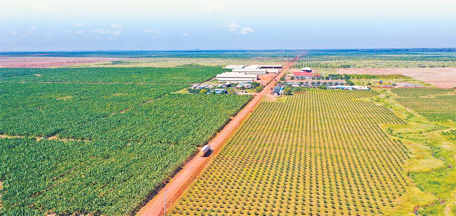 Trang trại chuối của Công ty nông nghiệp Hoàng Anh Attapeu. Ảnh: Nguyễn Vân Thiêng Trang trại chuối của Công ty nông nghiệp Hoàng Anh Attapeu. Ảnh: Nguyễn Vân Thiêng