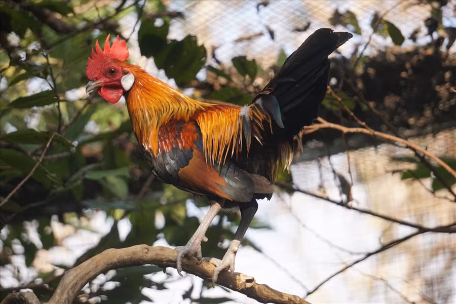 Loại gà rừng tai trắng được nhiều người dân tìm mua dịp Tết. Ảnh: Q.D