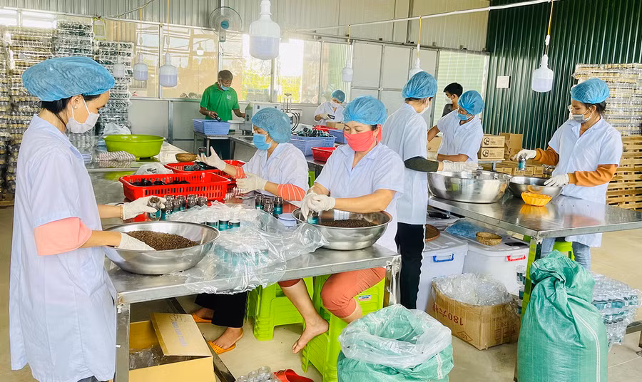 Liên kết sản xuất đang là hướng đi bền vững của nhiều HTX. Ảnh: Vũ Thảo Liên kết sản xuất đang là hướng đi bền vững của nhiều HTX. Ảnh: Vũ Thảo