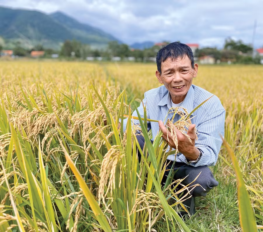 Ông Nguyễn Văn Đồng (làng Stơr, xã Tơ Tung, huyện Kbang) phấn khởi bên ruộng lúa tươi tốt. Ảnh: Mộc Trà