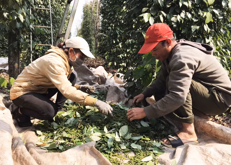 Người dân xã Quảng Hiệp, huyện Cư M’Gar, Đắk Lắk thu hoạch tiêu. Ảnh: Duy Hậu.